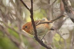 Chasiempis sclateri