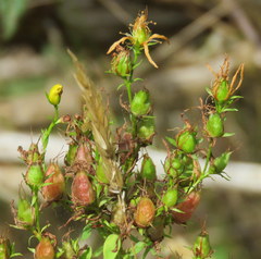 Hypericum formosum