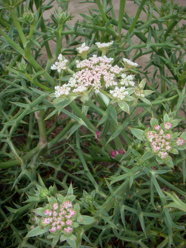 Spinose Pickling Herb