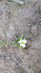 Moraea galaxia