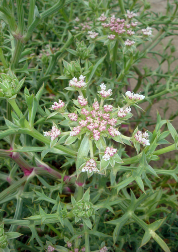 Spinose Pickling Herb