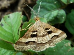 Isturgia disputaria