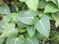 Angiospermae