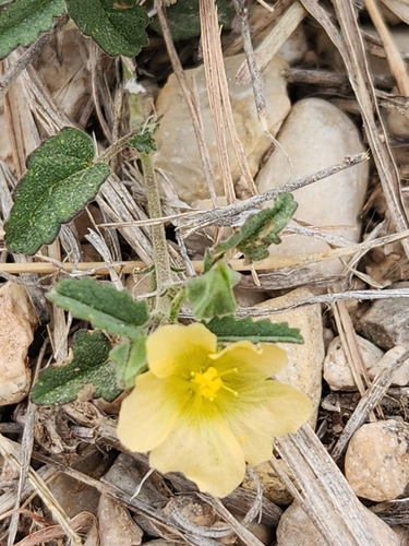 Spreading fanpetals (Sida abutilifolia)