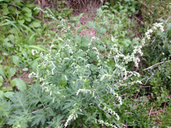Angiospermae