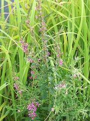 Lythrum salicaria