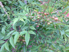Angiospermae