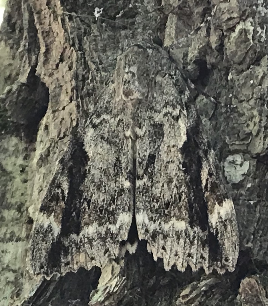 Marbled Underwing