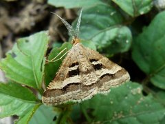 Isturgia disputaria