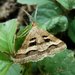 Isturgia disputaria - Photo (c) surajit koley, some rights reserved (CC BY-NC), uploaded by surajit koley