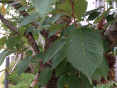 Angiospermae