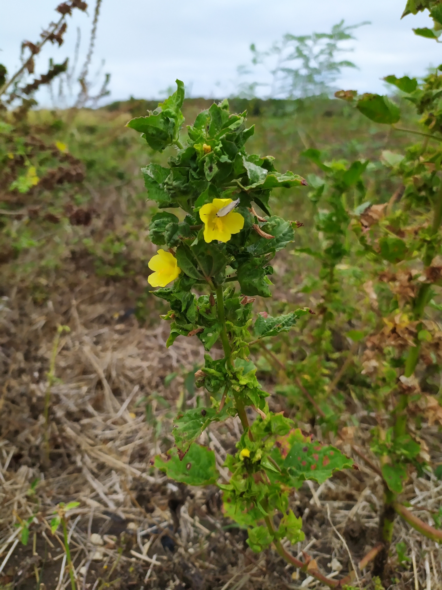 Imagem de Malva-branca