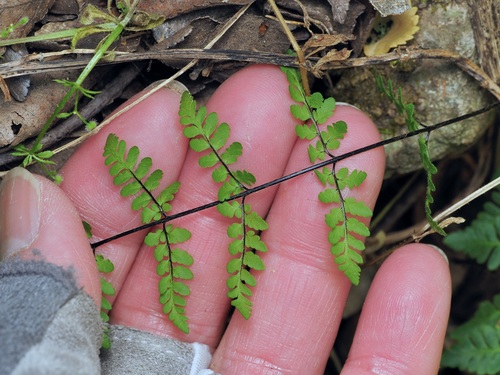 Image of Myriopteris alabamensis by (c) Michelle W. （鍾偉瑋）, some rights reserved (CC BY)