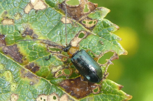 Luperus viridipennis, 2020-07-27