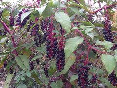 Phytolacca americana