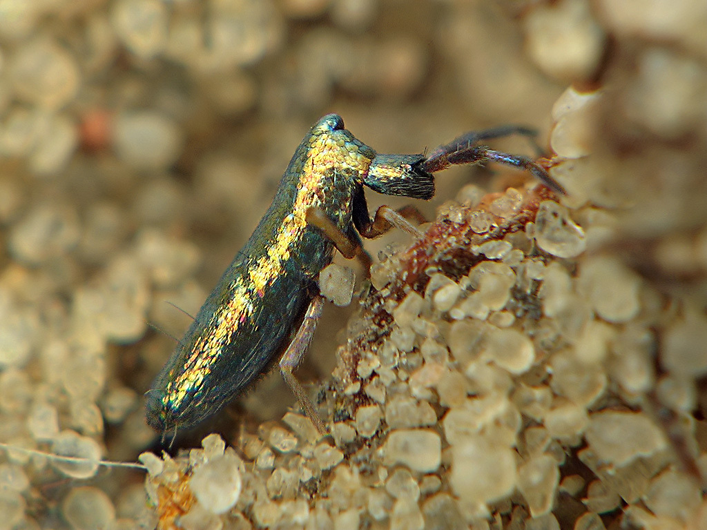Lepidocyrtus paradoxus · iNaturalist