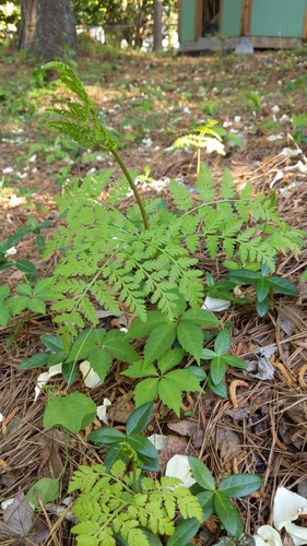 Rattlesnake fern (Botrypus virginianus)