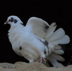Columba livia domestica