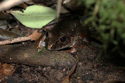 Giant Barred Frog, Mixophyes iteratus