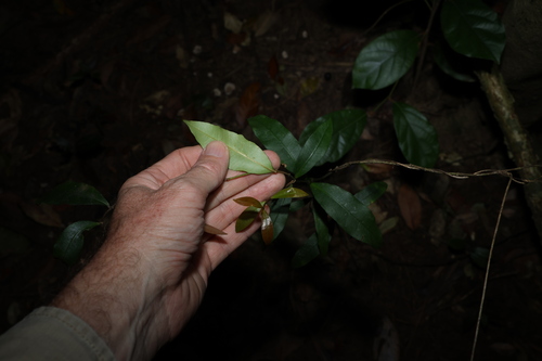 Image of Bellbird Vine (Melodinus australis) by (c) Greg Tasney, some rights reserved (CC BY-SA)