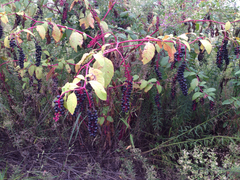 Phytolacca americana