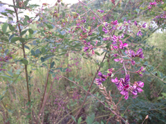 Fabaceae
