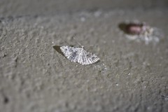 Alucita montana
