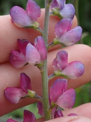 Lupinus truncatus