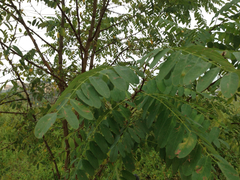 Angiospermae