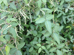 Fabaceae