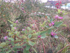 Angiospermae