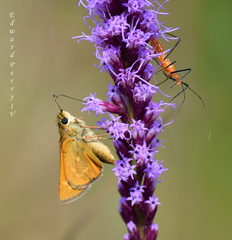 Hesperia meskei straton