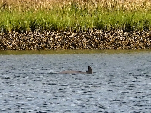 Tamanend's Bottlenose Dolphin photographed in South Carolina