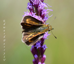Hesperia meskei straton