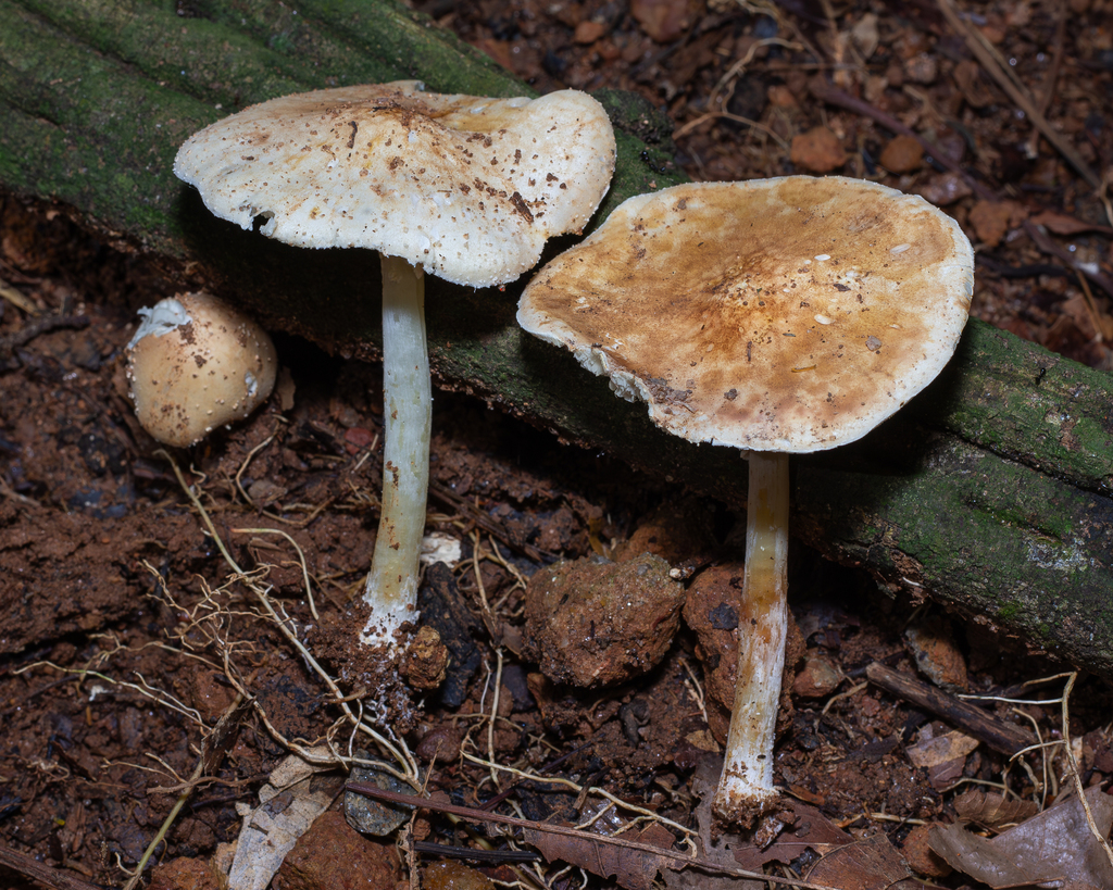 Echinoderma hemisclerum · April 2025 · photo: © deniszabin (iNaturalist, cc-by)