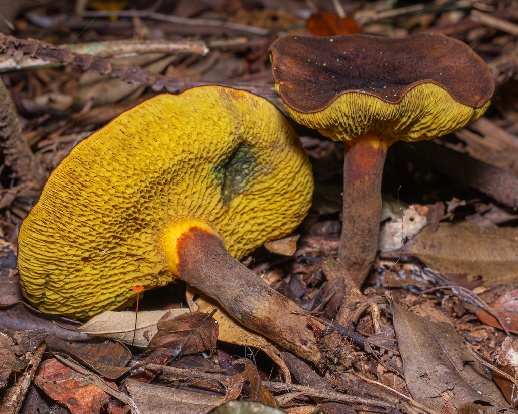 Boletinellus rompelii · April 2025 · photo: © deniszabin (iNaturalist, cc-by)