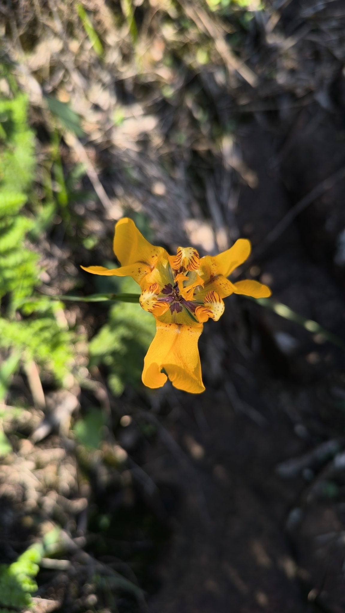 Cypella exilis