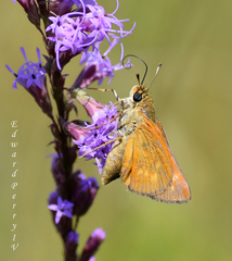 Hesperia meskei straton