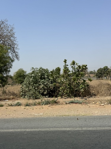 Opposite Leaf Fig