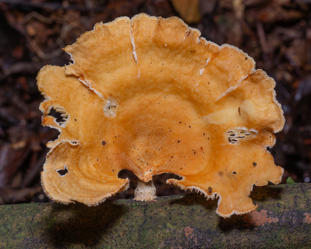 Neofavolus teixeirae