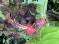 Columnea minor