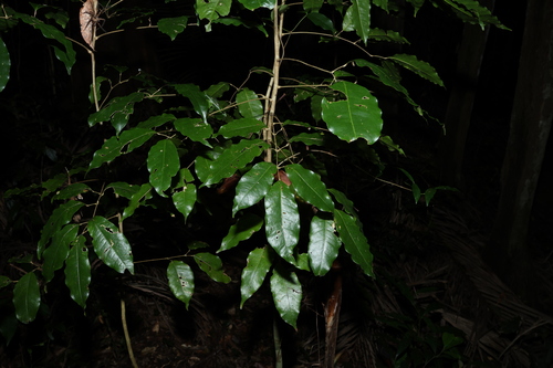 Image of Brown Cudgerie by (c) Greg Tasney, some rights reserved (CC BY-SA)