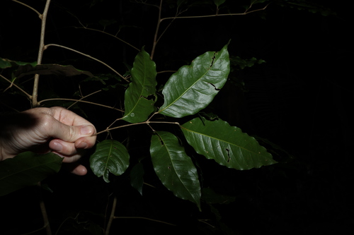 Image of Brown Cudgerie by (c) Greg Tasney, some rights reserved (CC BY-SA)