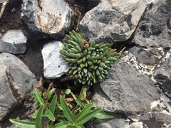 Villadia aristata