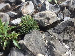 Villadia aristata