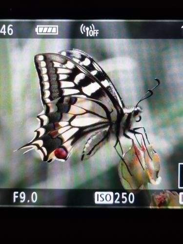 Swallowtail Butterfly