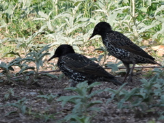 Sturnus vulgaris