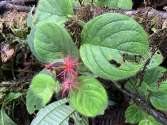 Columnea minor