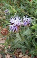 Carthamus caeruleus