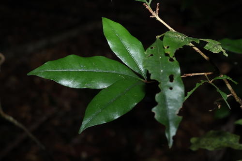 Image of Argyrodendron trifoliolatum by (c) Greg Tasney, some rights reserved (CC BY-SA)